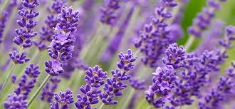 Lavendel – så lyckas du | Plantagen